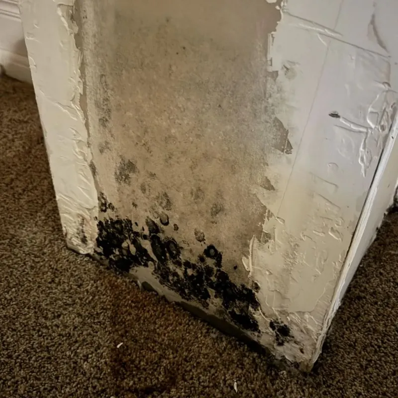 Professional Mold Removal in Cass County, MN